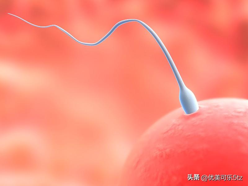 别被网上乱七八糟的备孕误区带偏了，精子根本不可能在月经前1天着床。
首先着床的前