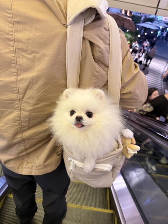 前面的朋友 你的狗头露出来了