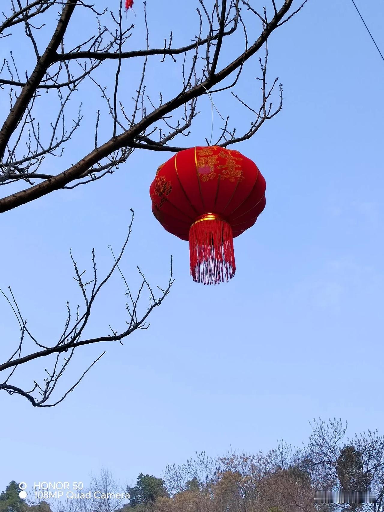 蛇年正月初二，天气晴朗，湖南长沙县湘丰茶园。冬天的气温，春天的景色！