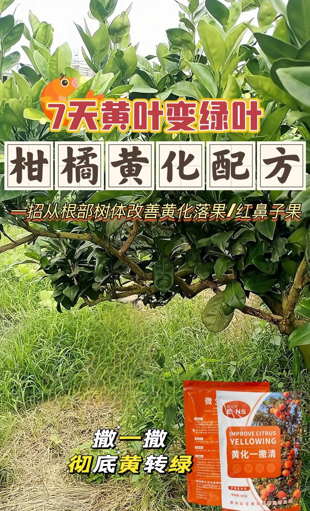 由根系问题引发的柑橘黄化,只要撒一撒, 黄叶转绿! 生根/强根/消杀三管齐下果树