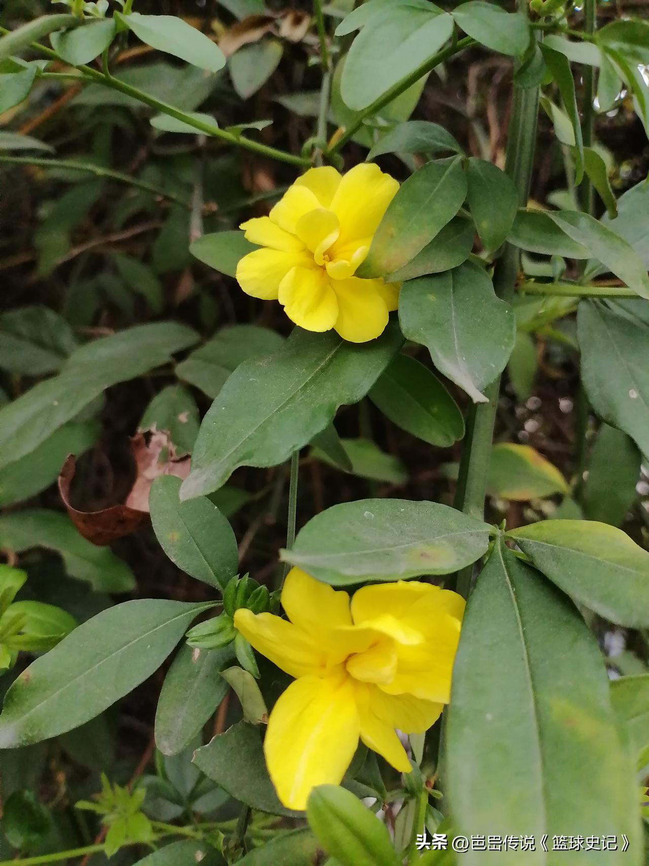 手机里花卉照片