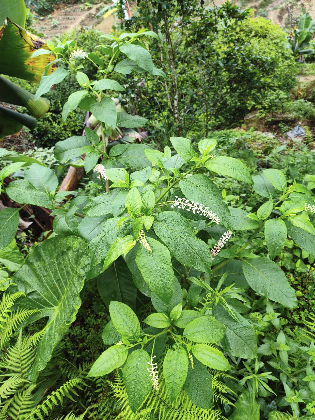 雨后花园的清新绿意，生机勃勃！🌿💧