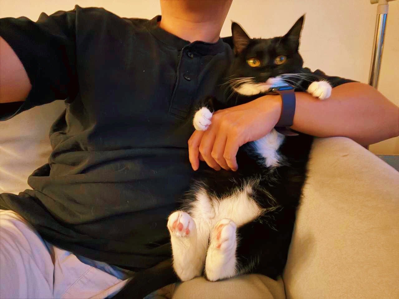 小人儿，你有什么烦恼？我仆人邦不了你的事，我可以邦邦！daily奶牛猫 （投稿：