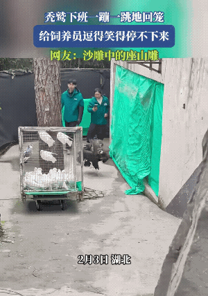 从野生的一路打拼，终于有了体面的工作……
下班的感觉，都一样儿。
此时此刻，傻雕