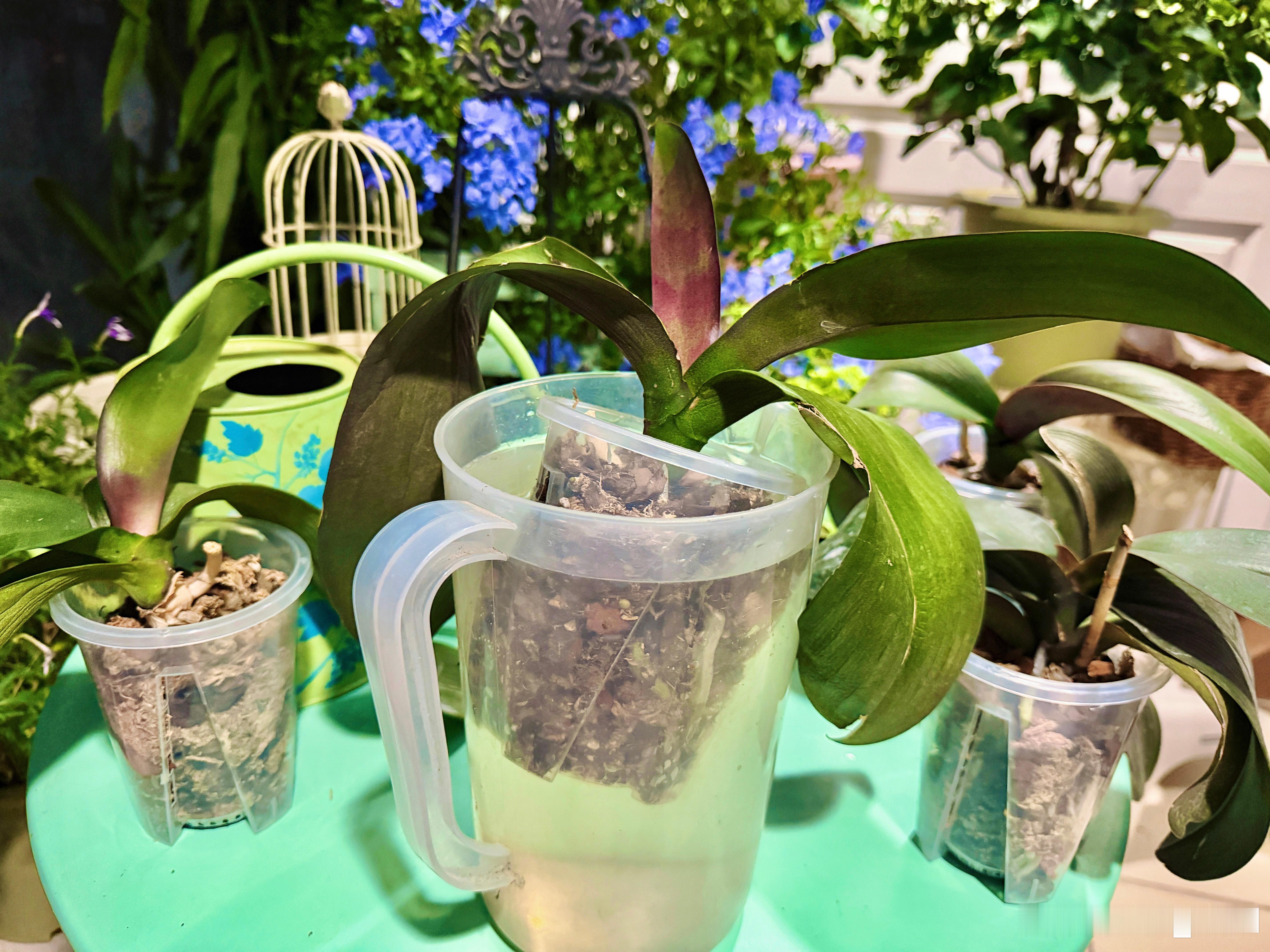 捡来的蝴蝶兰现状：虽然教程都说夏天换盆容易死，但是换完盆这一个多月它们长了很多根