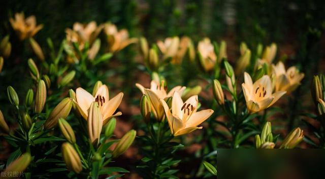 香水百合谢了直接扔？亏大了！最近刷到好多花友说香水百合开完花就随便处理，要么剪了