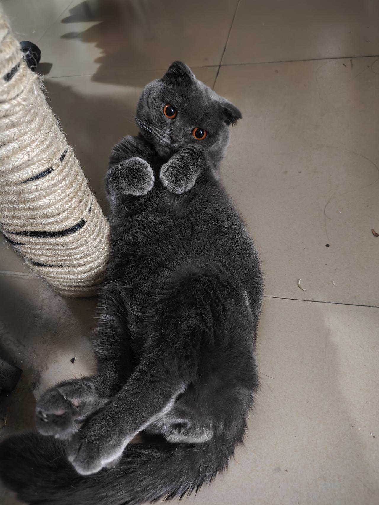 我家猫经常这样翻过来四脚朝天的睡觉，也不能说睡觉吧，他就是这样翻过来躺着。不知道