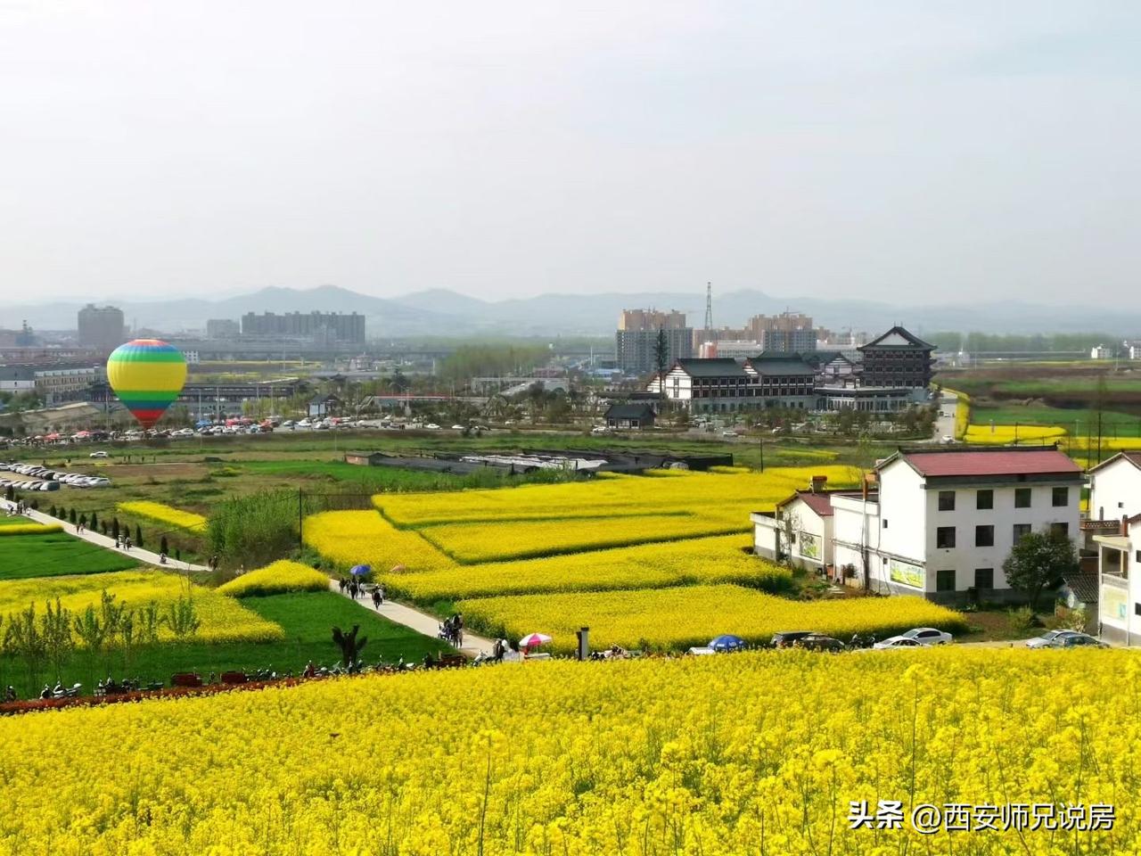 油菜花开季节，大家都看到了吗[比心]