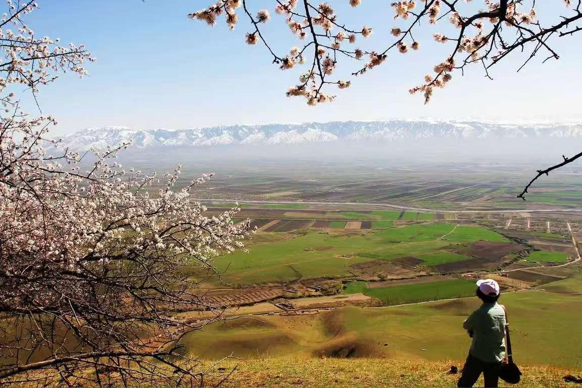 杏花
一树春风满树柔，
半含晓露半含羞。
清姿本是天然韵，
悄占枝头意自悠。