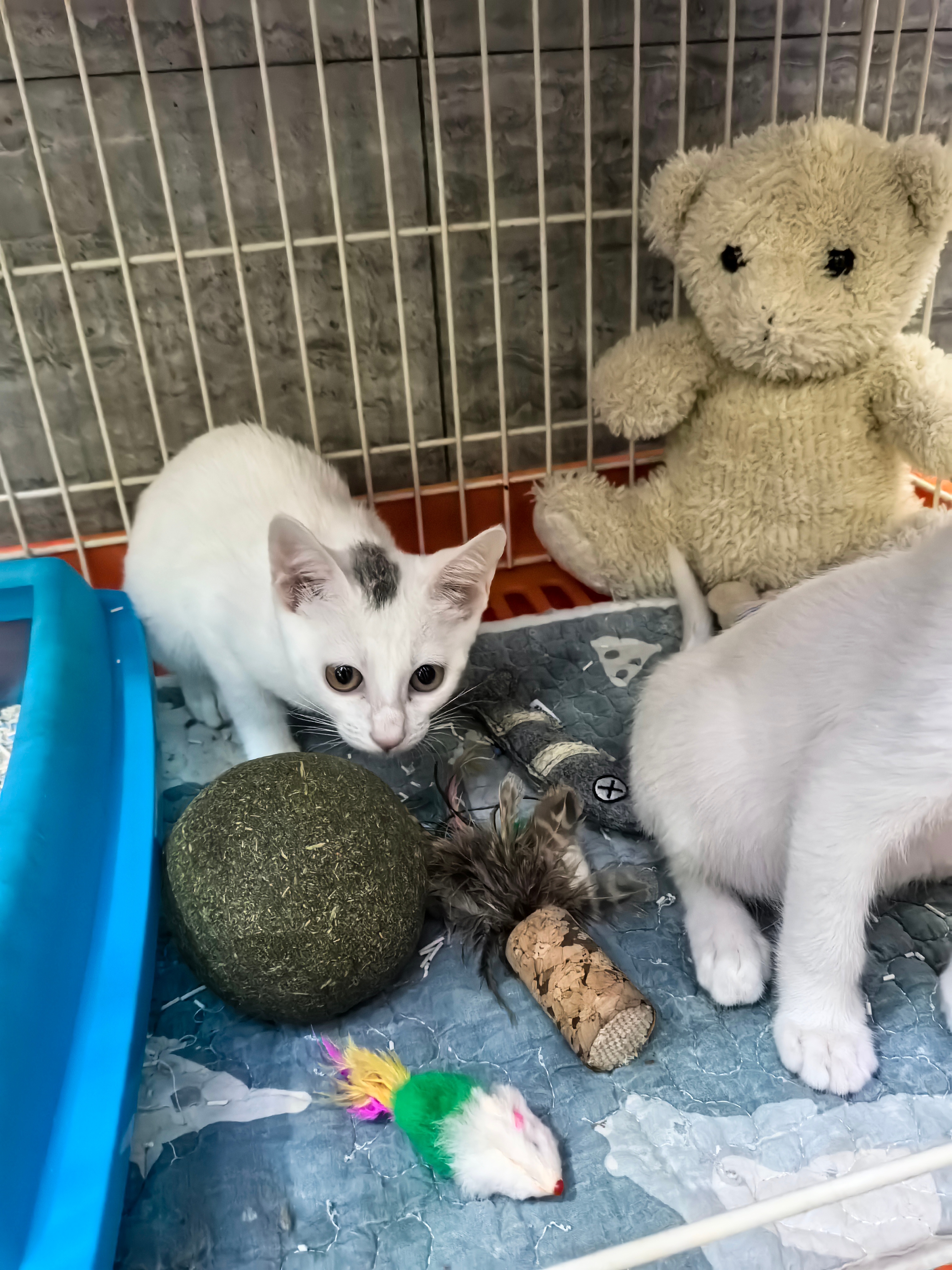 比宝宝头还大的猫薄荷球见过吗？猫咪