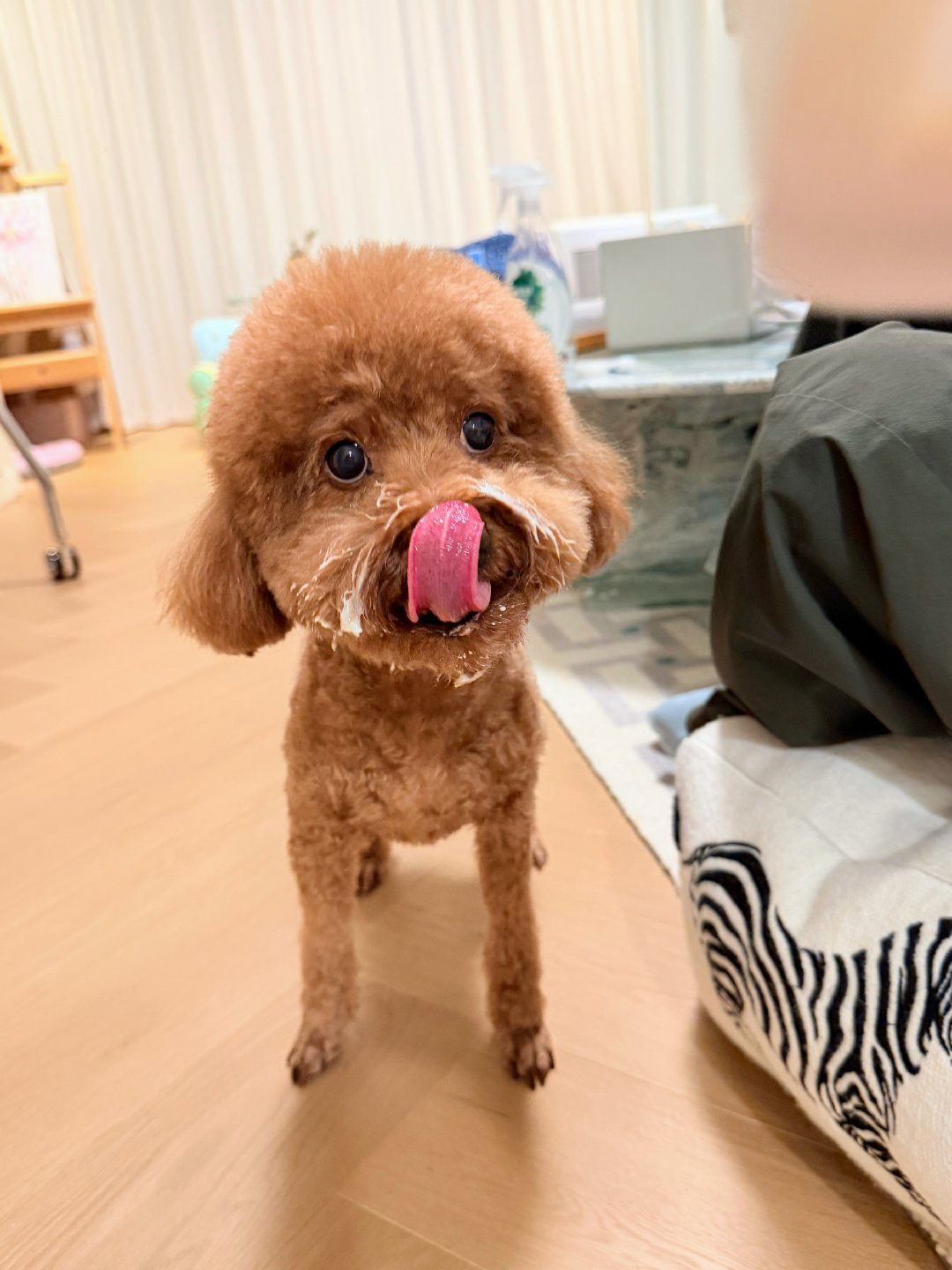 这几天奇奇便秘 我就给他吃酸奶 然后晚上他就软便了这个狗在跟我 水多了加面 面多