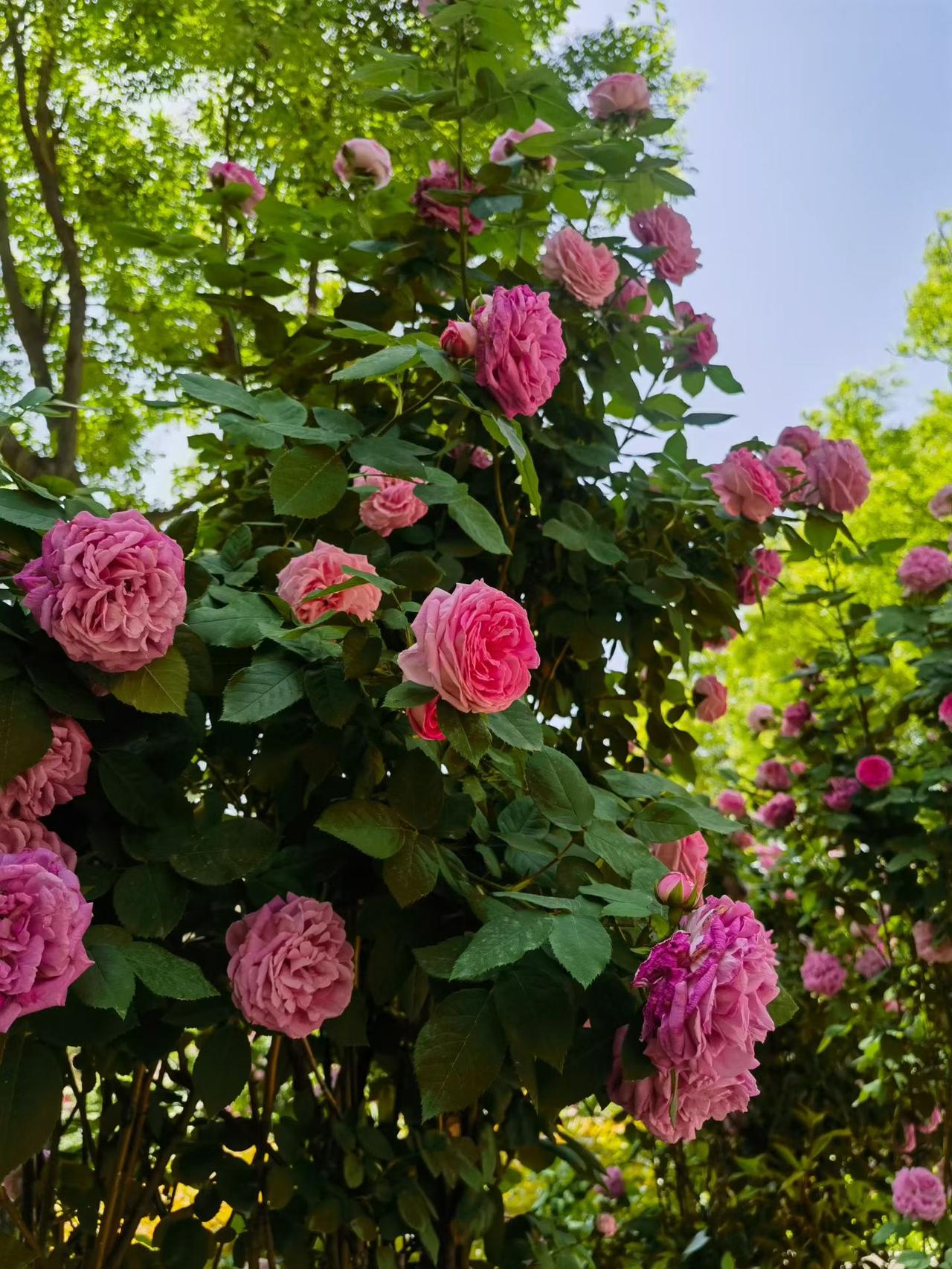 分享手机里的花花草草