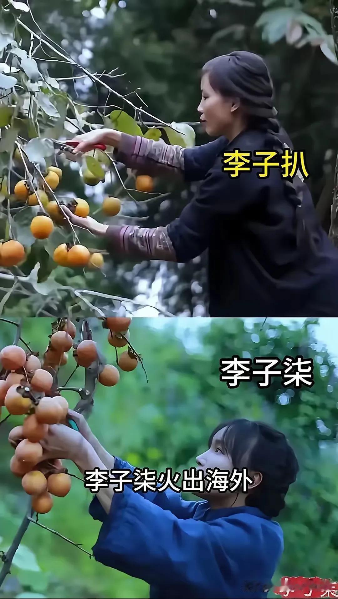 越南网红谭安模仿李子柒，相似度极高🤔 连停更都神同步，这操作也是没谁了！
 