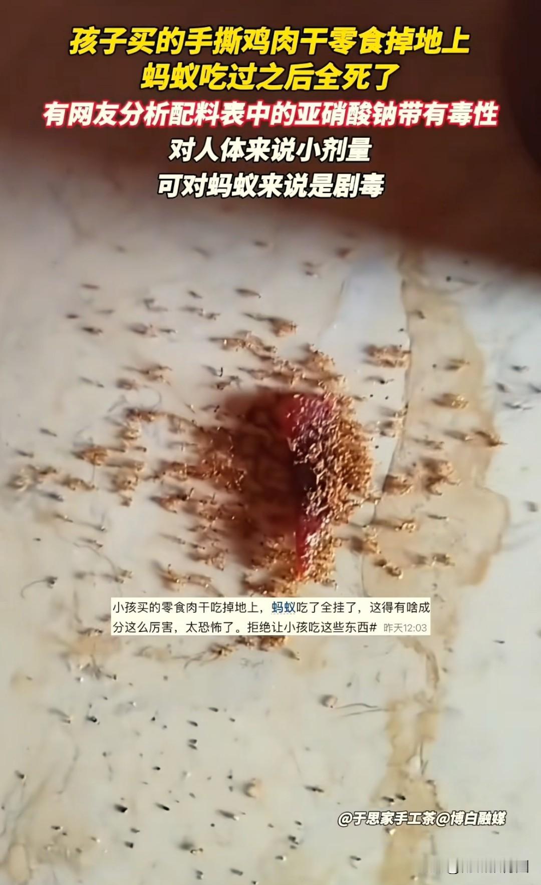 真的气炸了！家长给孩子买的手撕鸡肉干，掉地上蚂蚁爬上去吃了，结果全死光了！怎么敢