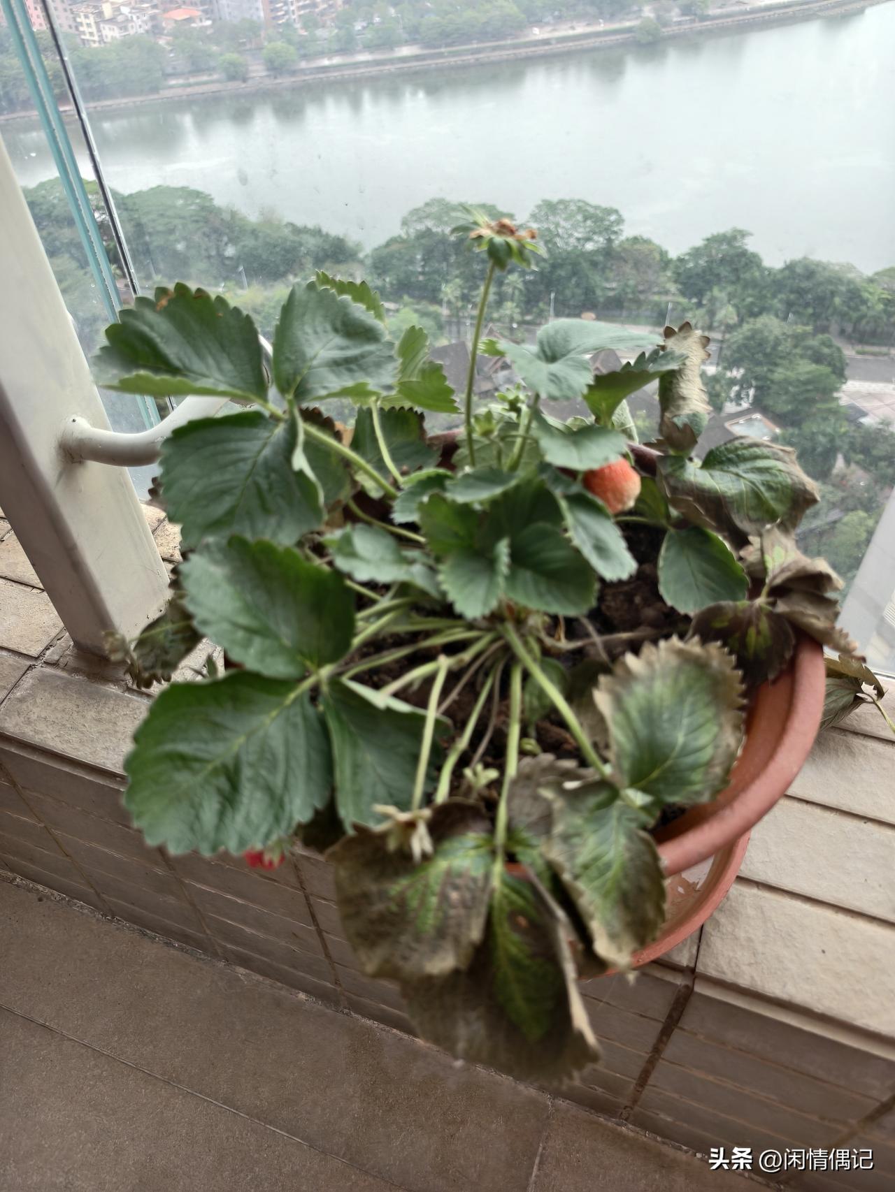 修剪草莓枯叶
指尖染草木清香
新芽悄然探首
静候甜意满枝