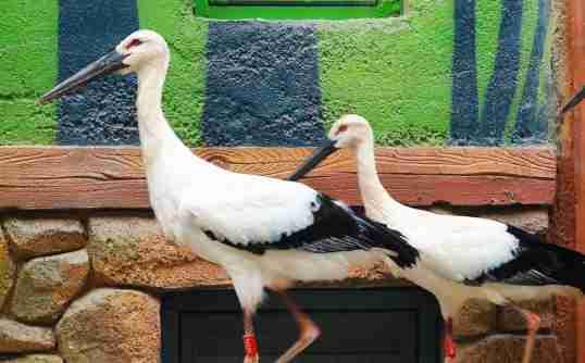 我的今日状态：🏃‍➡️运动
我这里的天气：🌤️多云。灵玲动物园的动物们！