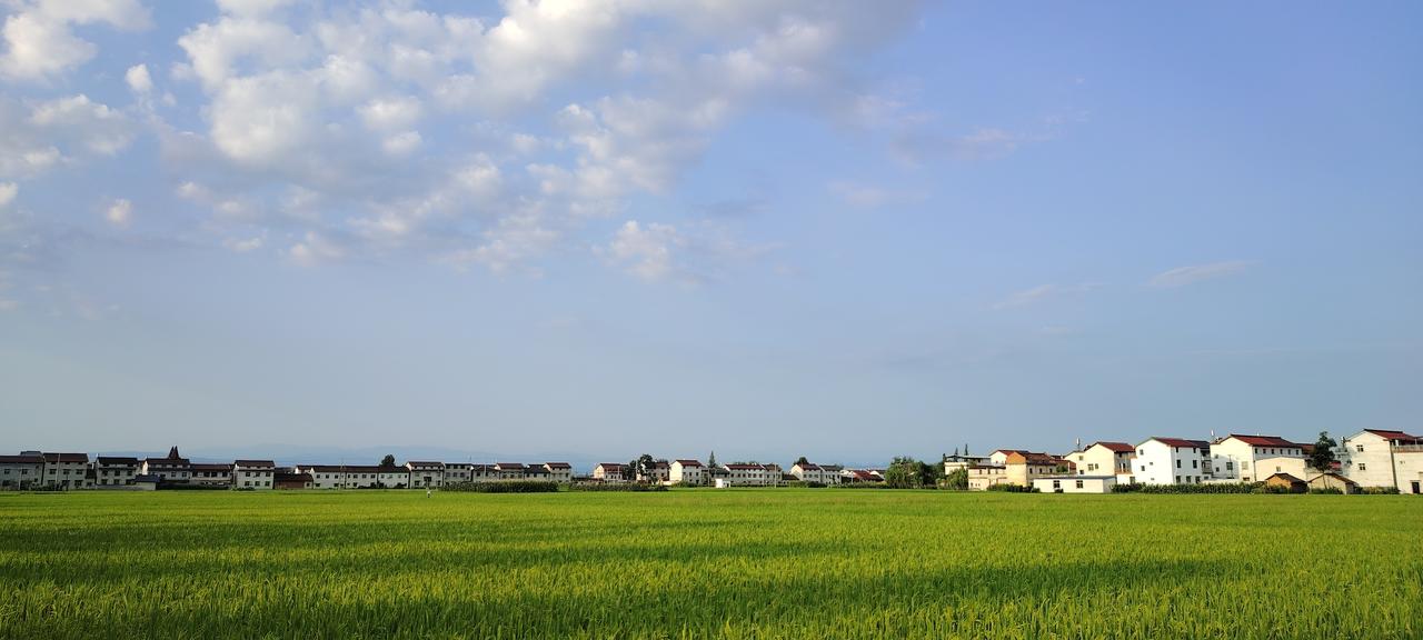 鱼米之乡的汉中，酷暑时节绿油油的稻田