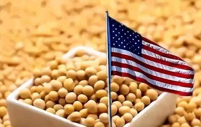美国大豆为什么非要卖给中国？其实，站在美国的角度，三年不卖给中国大豆，表面上只是