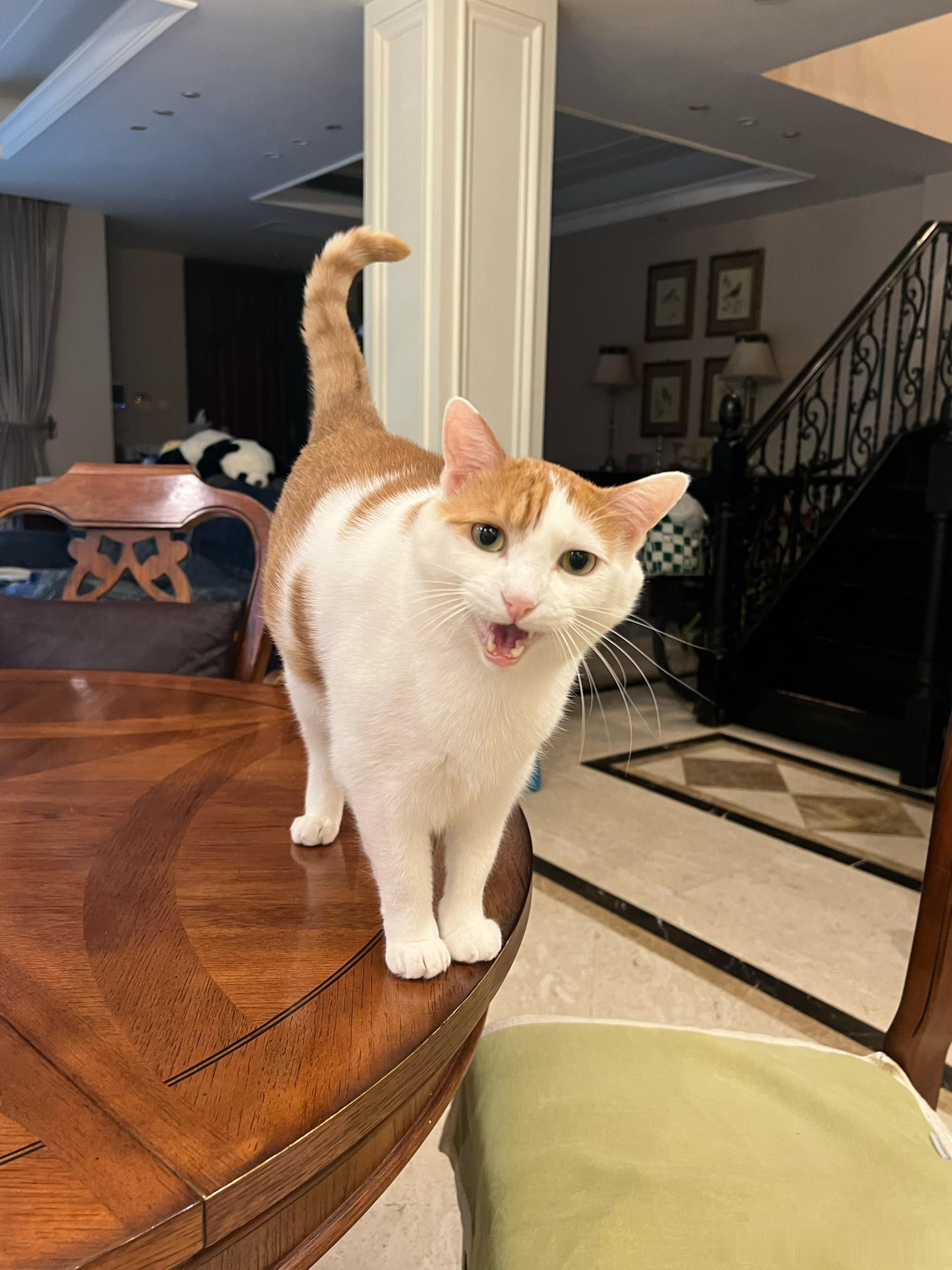 猴猴想吃这个（狗粮主食冻干），给猴猴打开嘛！ ​​​