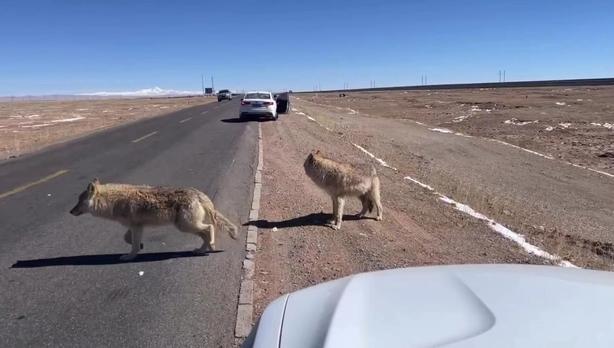开车时遇到狼群，躲在车里就可高枕无忧吗？一位经常辗转川藏线的老司机说：“90%的
