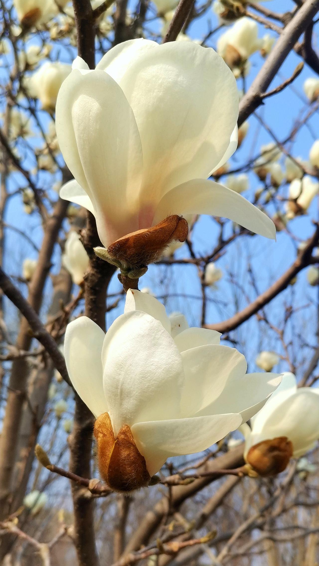 报春使者：玉兰花