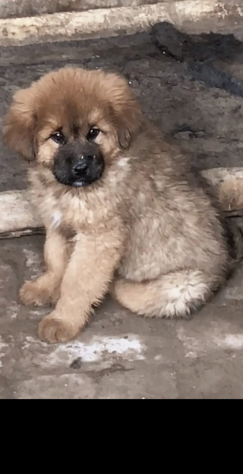 不是我们没有硬货，而是你们不识货，它的后期发育你们想象不到。