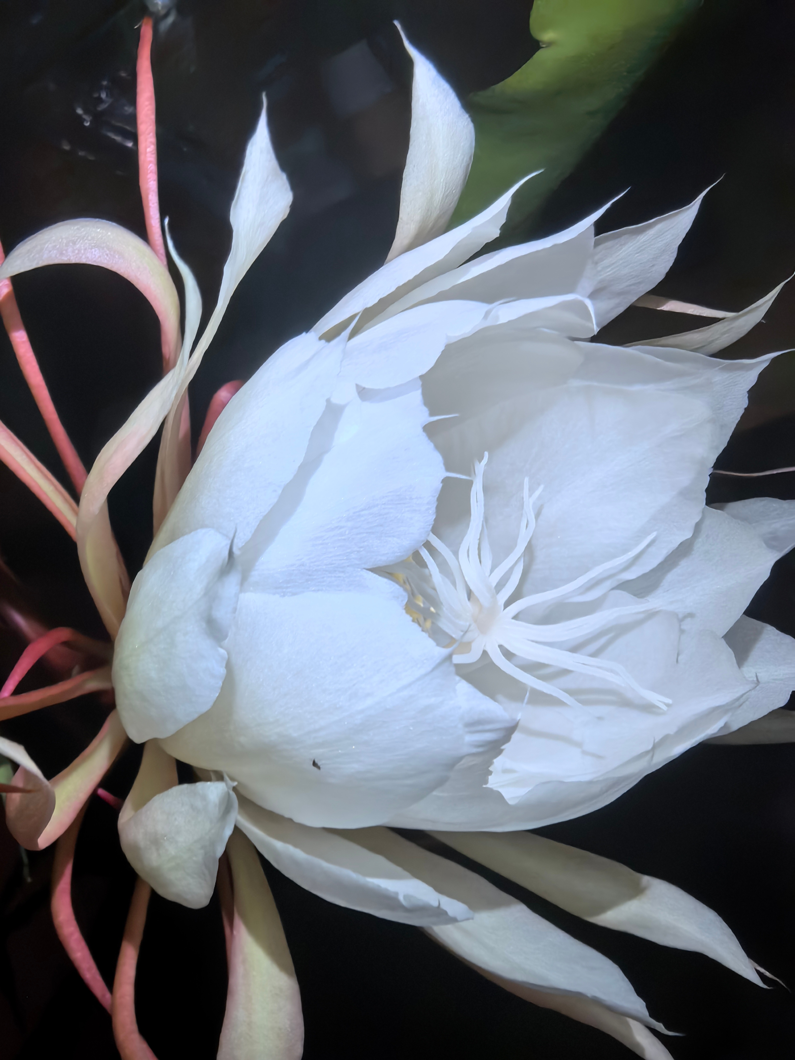 今年的昙花，估计全开得十点了 