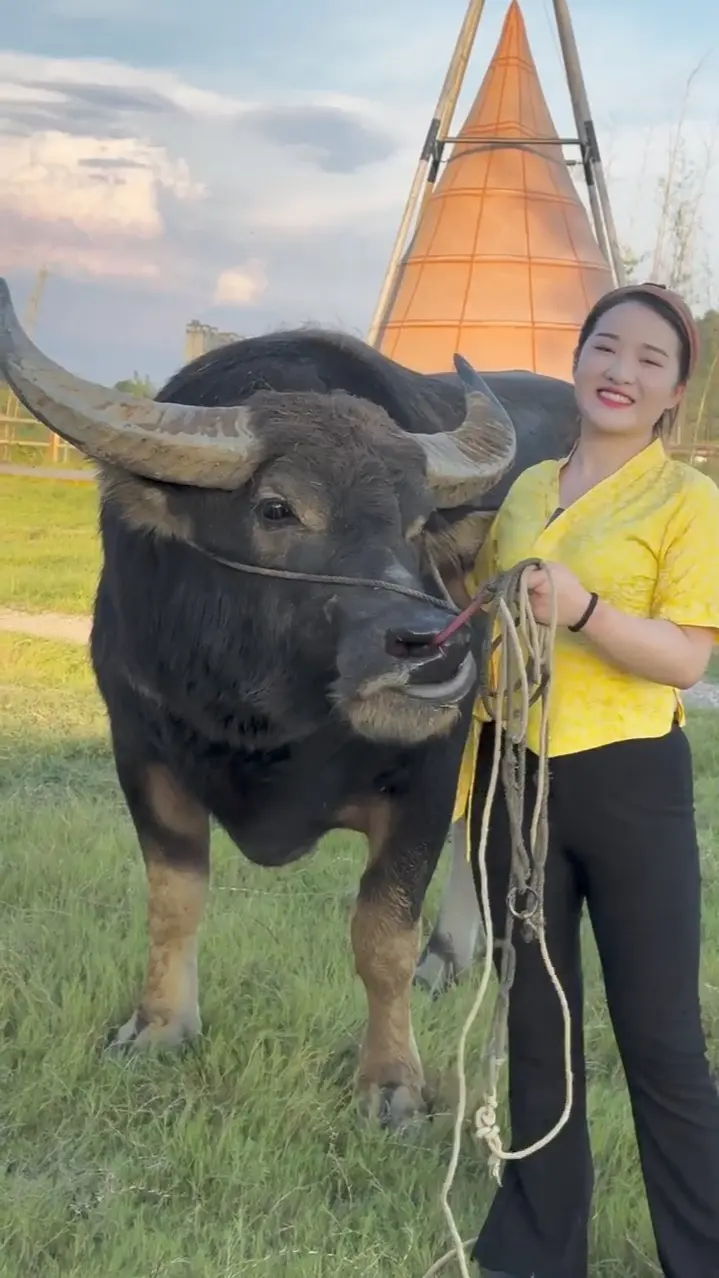 🐂