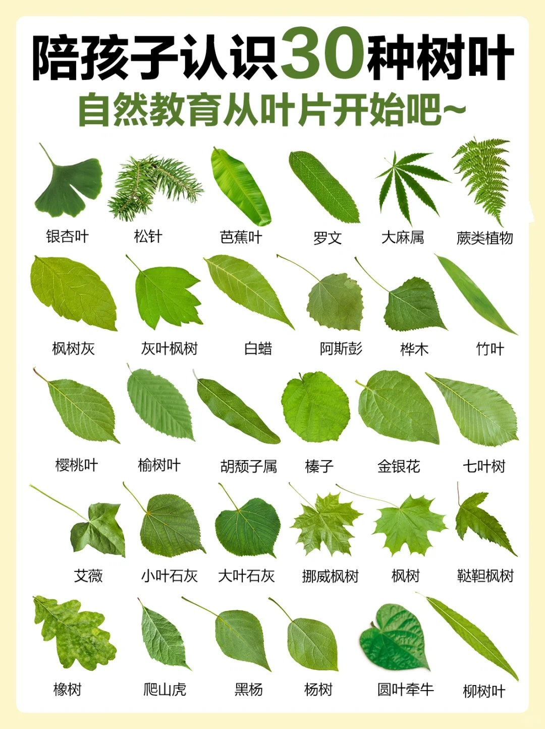 自然教育｜带孩子走进大自然认识叶子的样子
