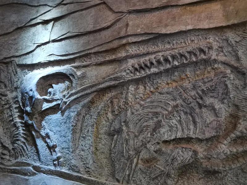 野外发现古生物化石能挖回家吗？！
地球古生物 探险化石 答案是不可以。我记得有位