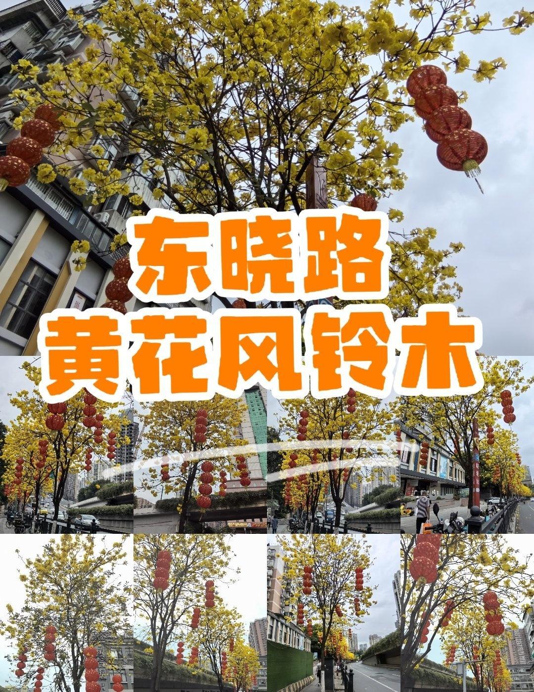 东晓路｜看黄花风铃木正当时
📍广州 东晓路
🌿 在地铁八号线晓港站A出口出来
