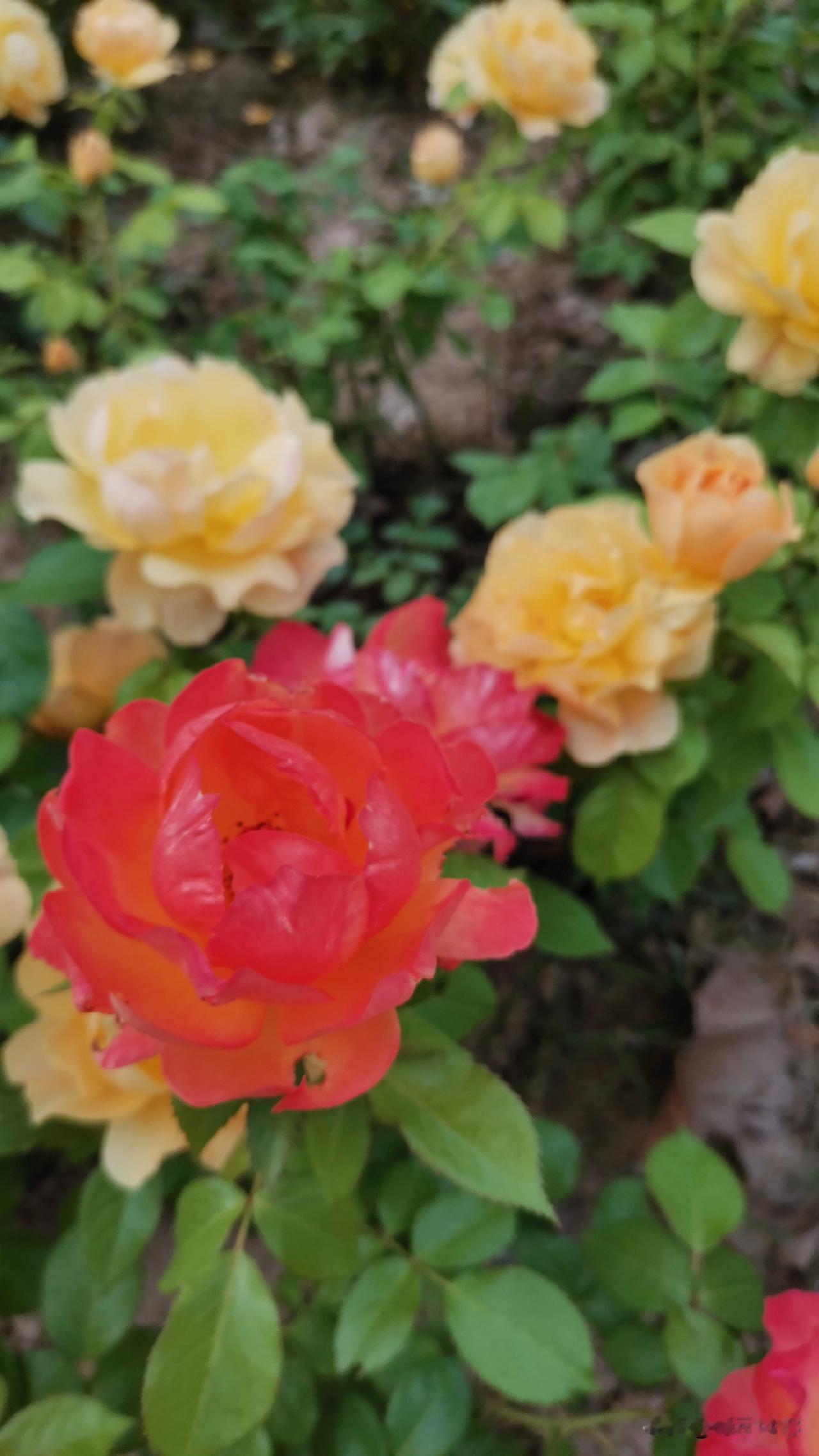 拍一张今天的月季美照世纪公园里的月季🌹颜色真多，各种颜色都有。大小各不同，香味