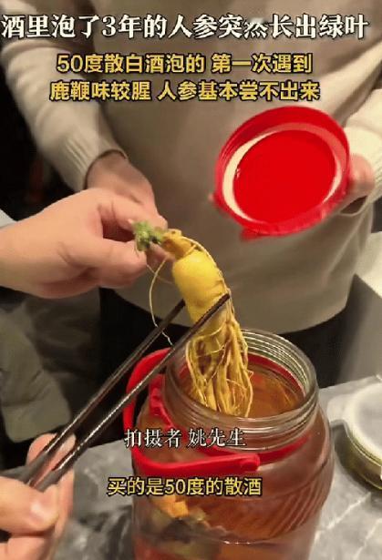 “解释不清了！”上海，一男子请朋友到家里吃饭，拿出泡了3年的人参酒，不料一打开盖