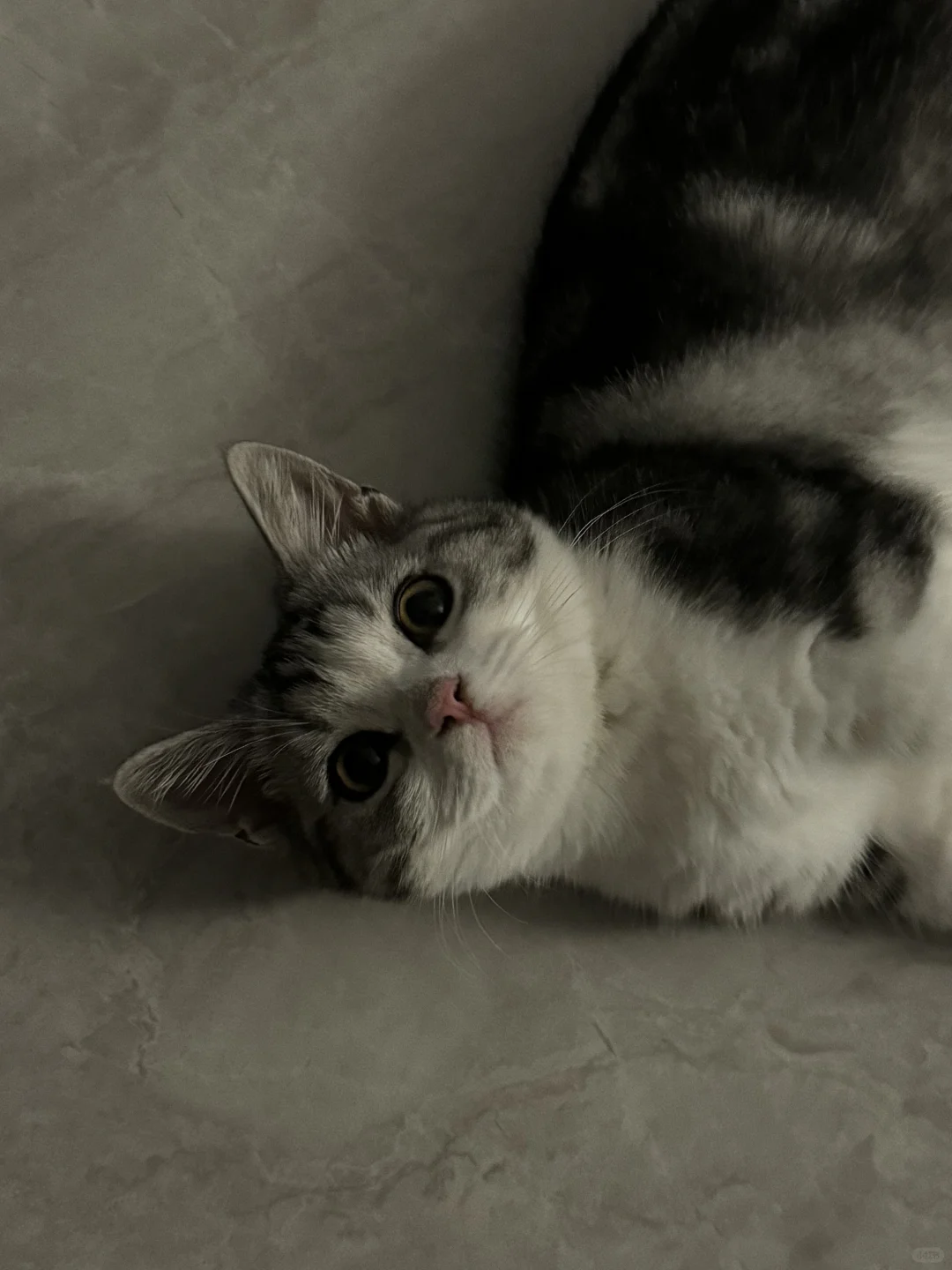 是谁家的小包子脸