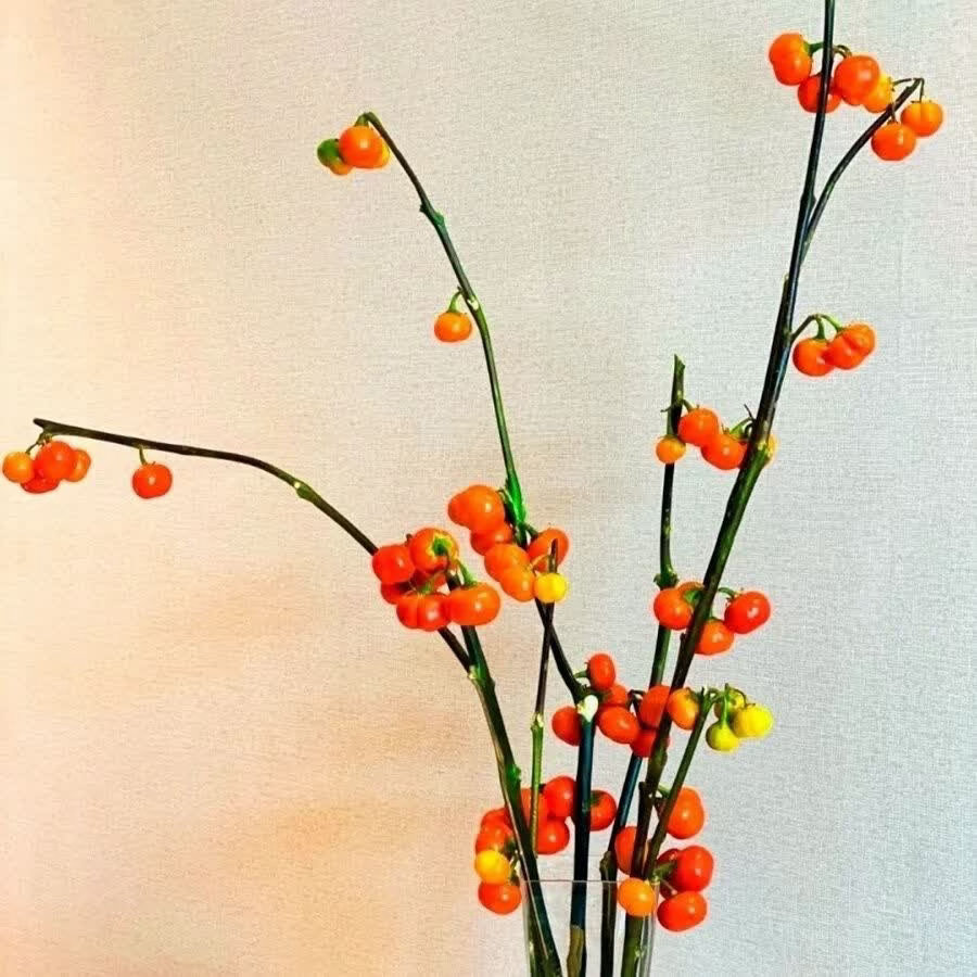 ‎种植 小南瓜鲜切花（即红茄）的种植，核心是育苗、定植、水肥管理和采收四个环节。