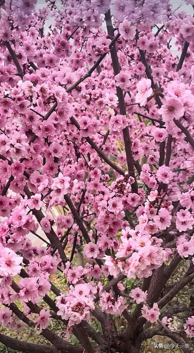 一夜东风吹玉蕊，
色借霞边染素罗。
莫道深山人不识，
报春先唱太平歌。
[送自己