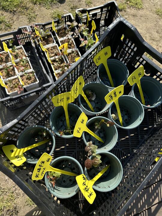植物开箱·蓝莓苗
