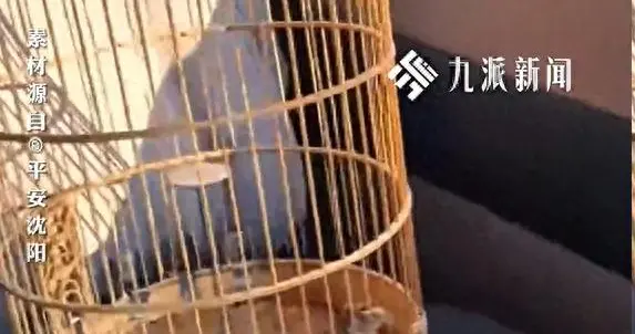 男子1800元卖出两只百灵鸟后，砸坏买主家玻璃将鸟偷走藏匿被刑拘，当事人：见买主“显摆”不得劲，鸟是