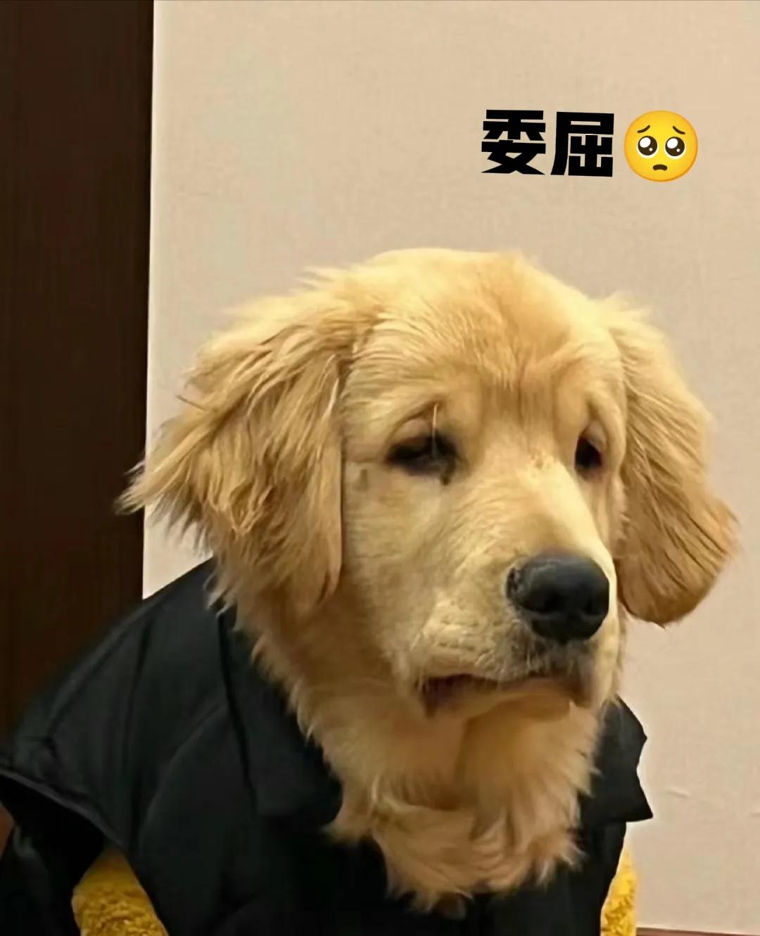 闹大了！我有个朋友养了只金毛大狗，今天晚上他去小区超市买东西，心想很快就能出来，