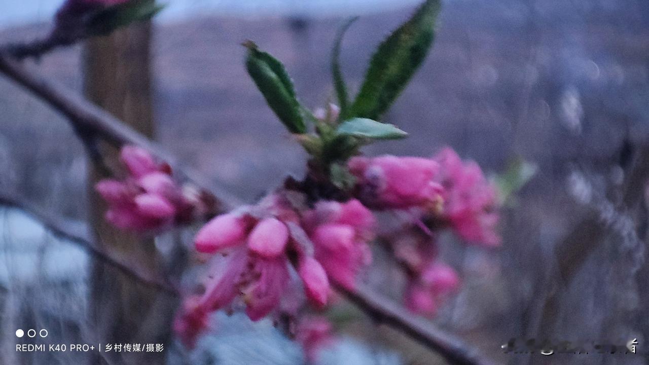 晒图笔记大赛 春天一到，桃花和荔枝花竞相开放，那场面简直绝了！我去郊外游玩时，就