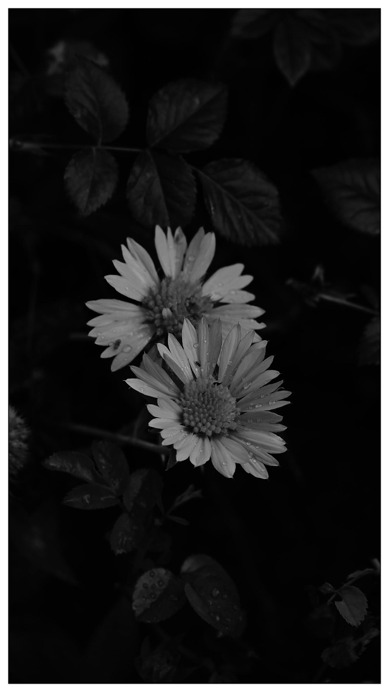 随手拍，菊花