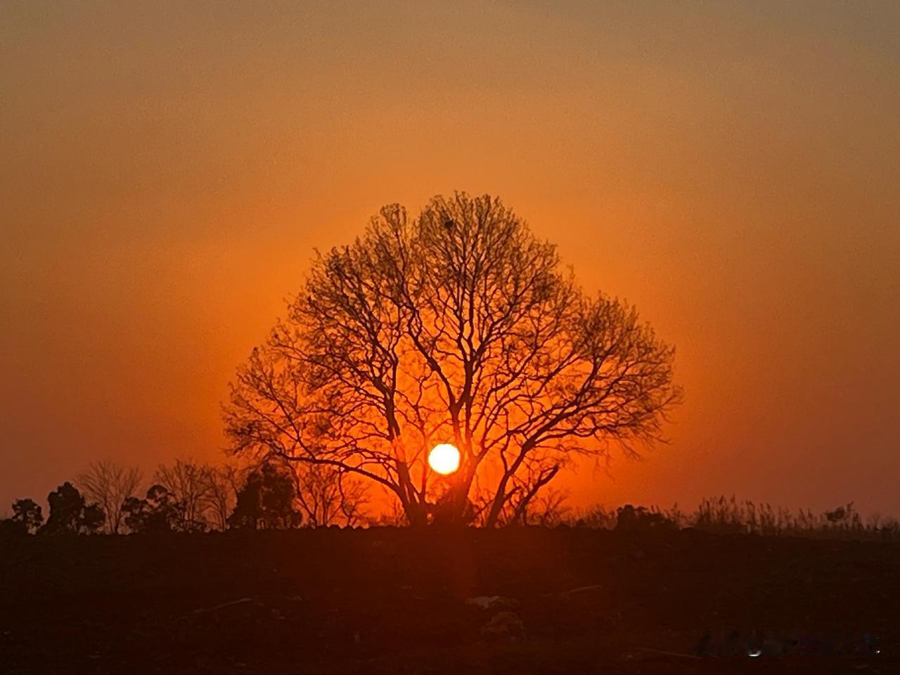 夕阳下的大树
轮廓清晰可见