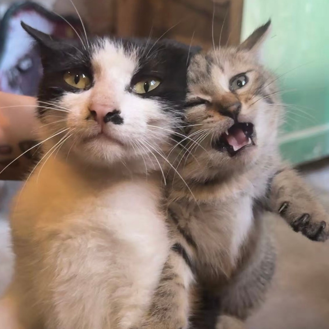 🐱 