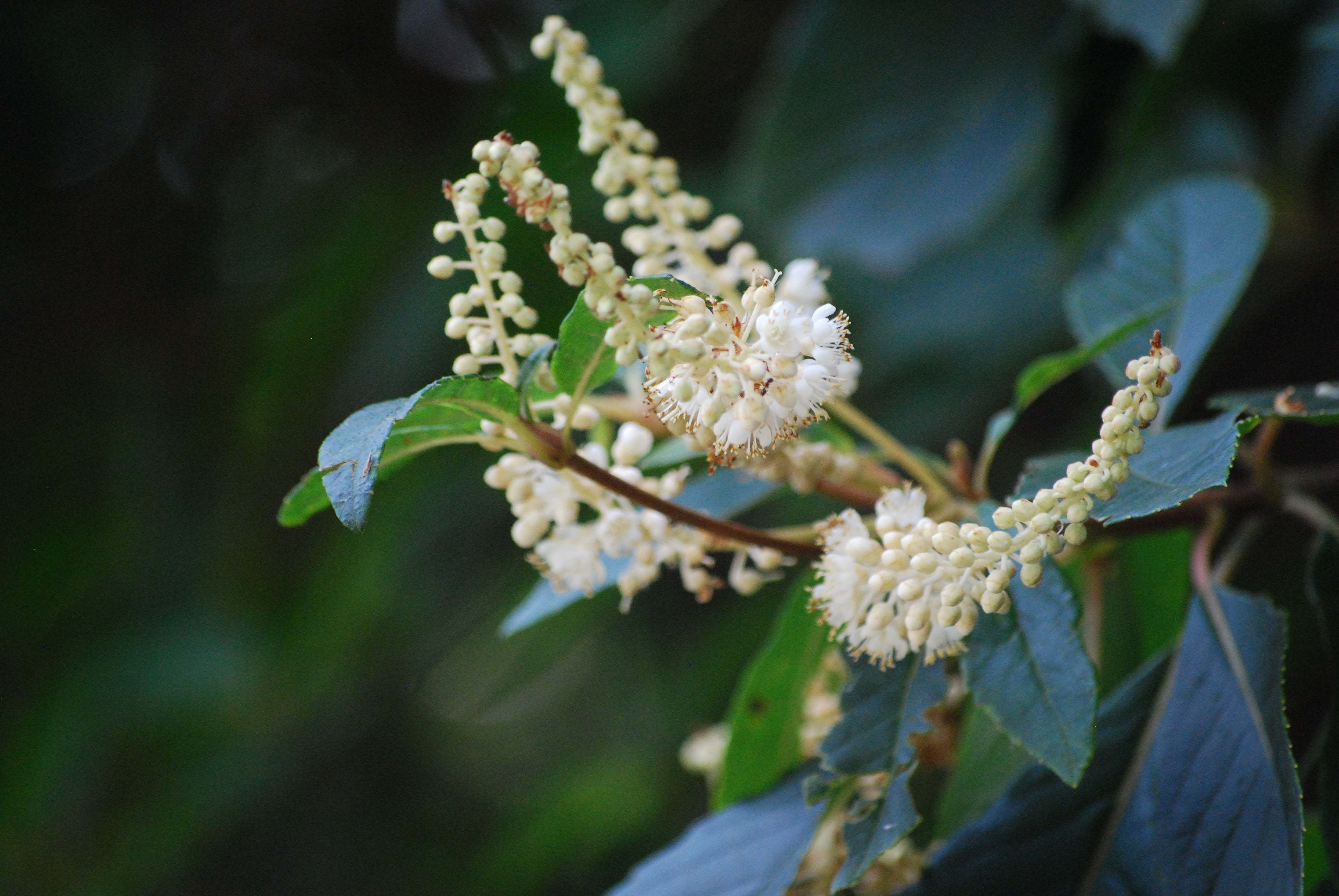リョウブ（令法，Clethra barbinervis）中文髭脉桤叶树（珍珠菜）