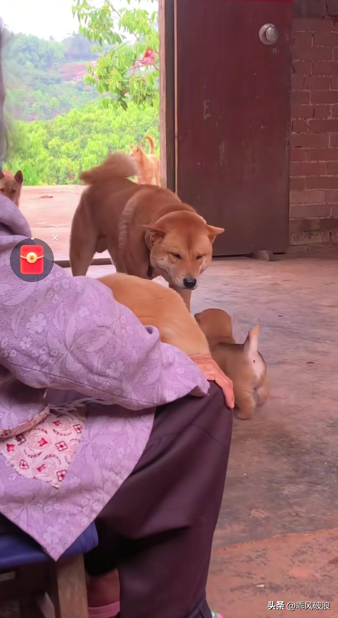 中华田园犬大黄真的太暖了！每天按时看望奶奶，让奶奶摸摸头，确认奶奶安然无恙才离开
