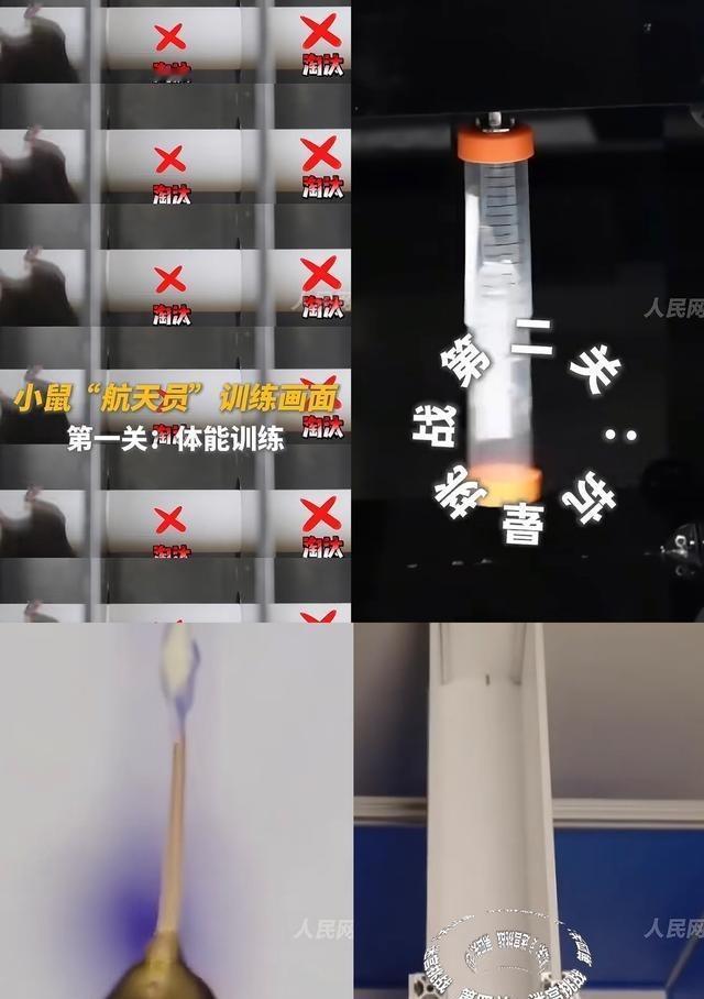 中国航天要带小黑鼠上天做实验了，不是小白鼠，是小黑鼠。这些老鼠上天前得先训练，比