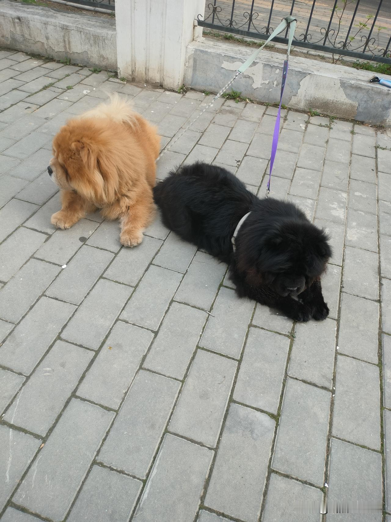 禁养烈性犬,你赞同还是反对?本人是是个宠物爱好者，坚决支持城市禁止养烈性犬，但是