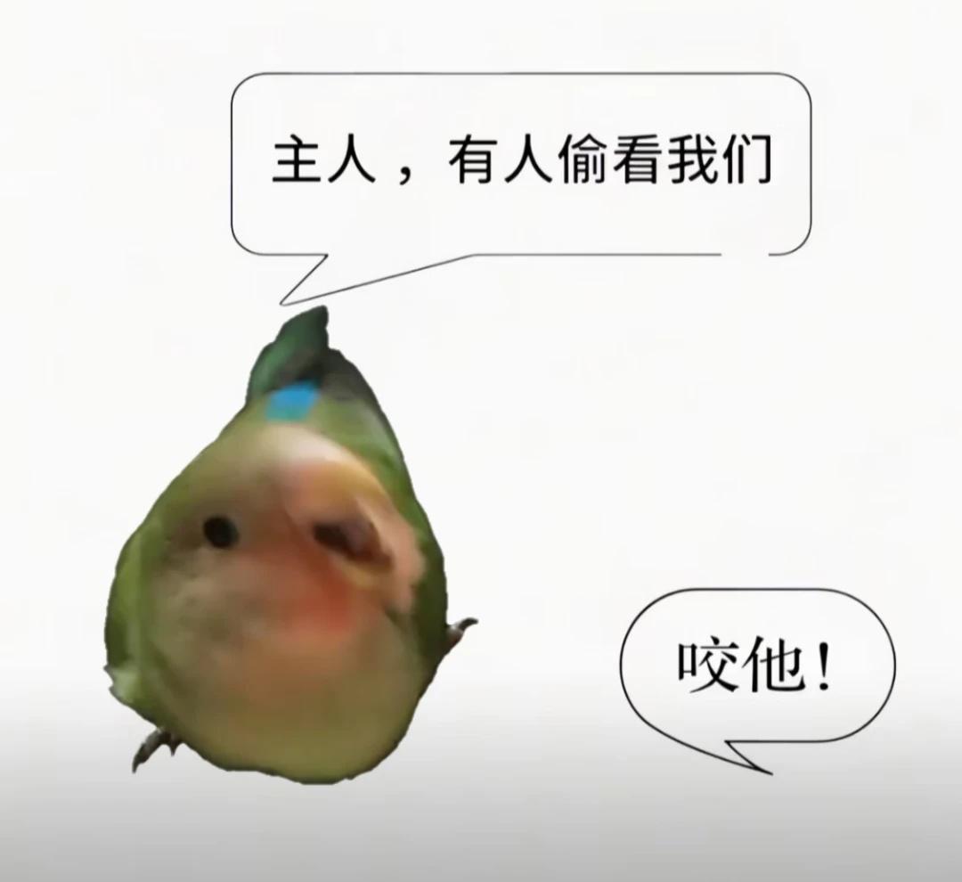 鸡
一只咬人特别痛的凑鸡 刷到这个梗图，感觉好好玩就用了