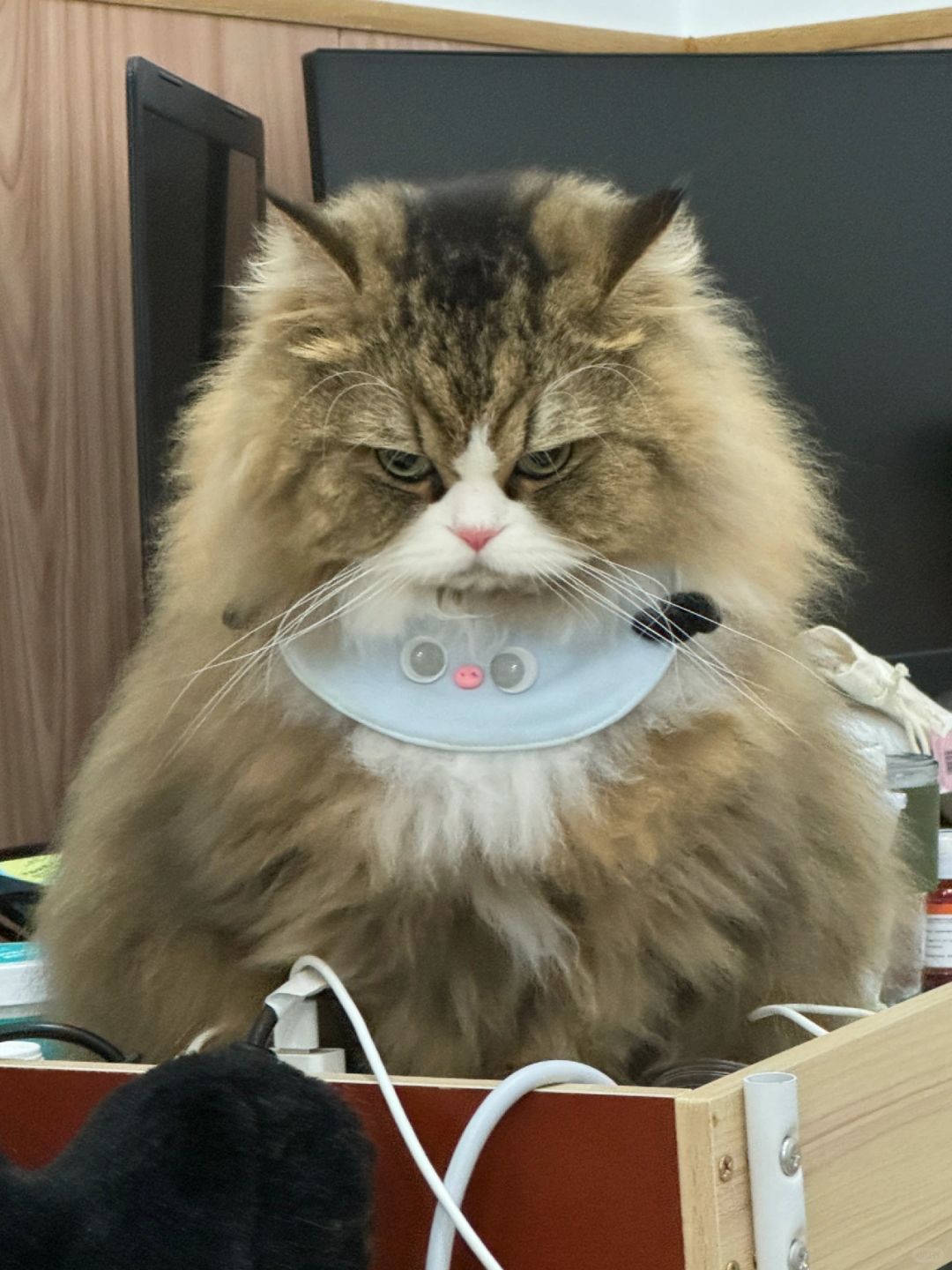 补班坏！！！！😡