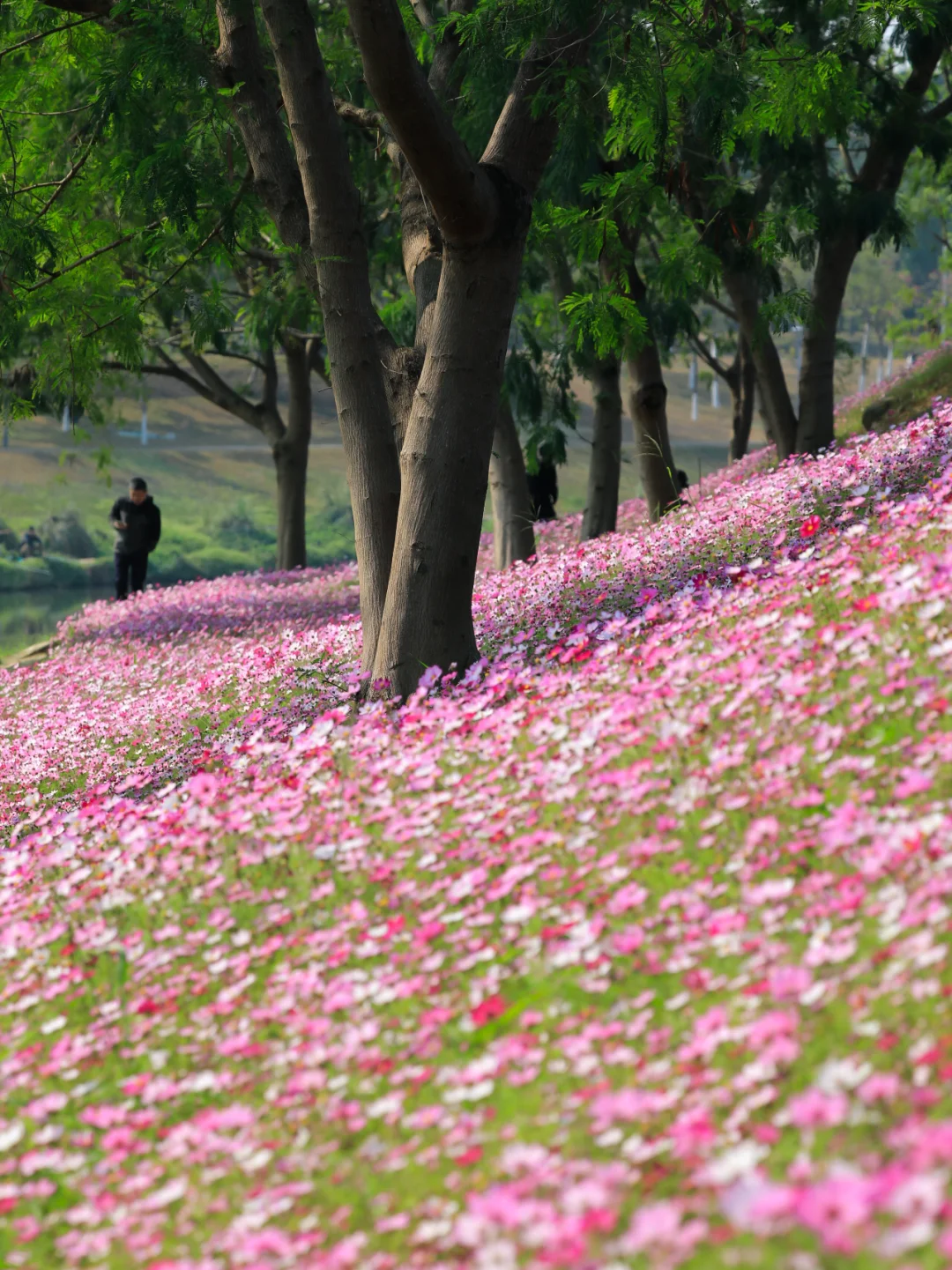 超唯美❗️深圳一年两季河畔花海🌸上线了